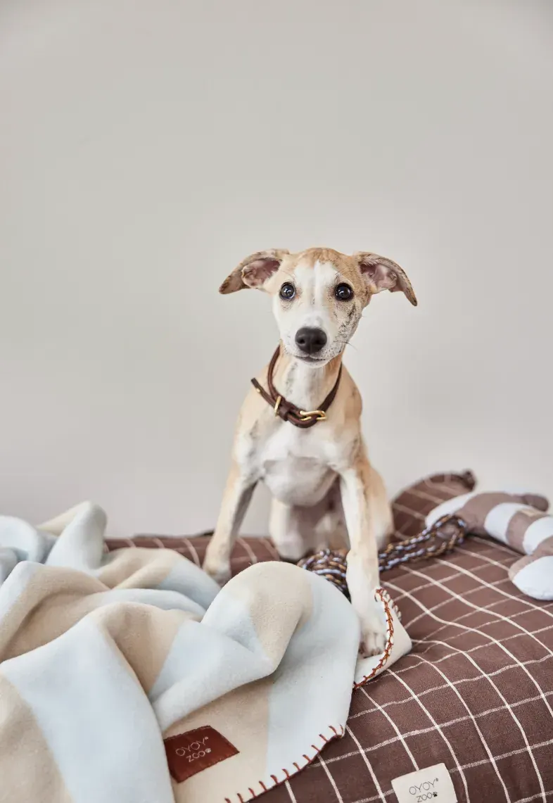 Hund auf der gemusterten Hundedecke Kaya von OYOY Zoo
